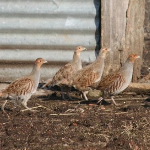 Élevage et vente de petits gibiers à Bézenet (03), Allier