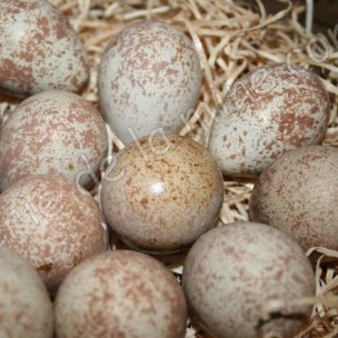 Élevage et vente de petits gibiers à Bézenet (03), Allier