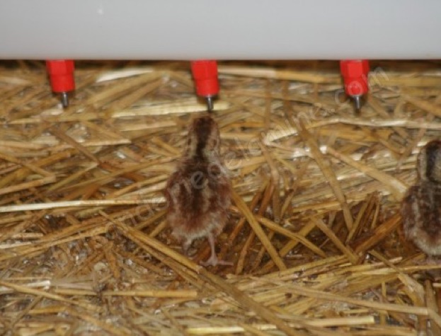 eleveur perdrix rouge Allier (03)